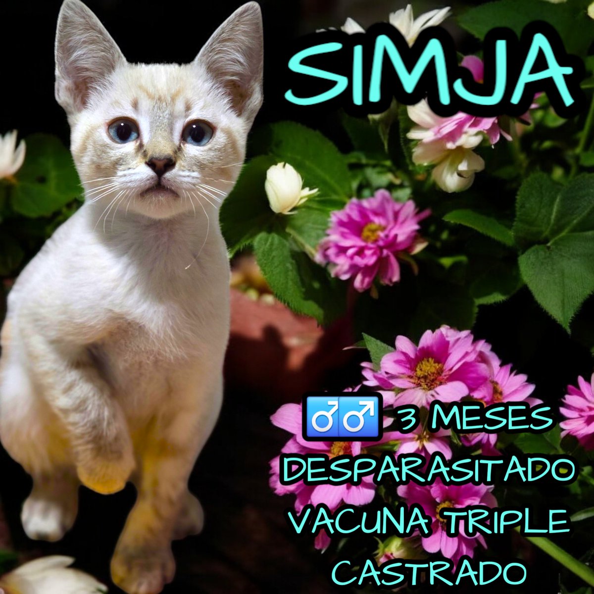 gatitosasalvo's tweet photo. #FamiliaFelina, ellos nos necesitan! ❤️🐾

#Mushke, #Crobat, #Simja y #Marilyn tienen una historia que te romperá el corazón pero, al mismo tiempo, te llenará de esperanza. Nacieron en las calles, donde el hambre, el miedo y el frío eran su día a día. Pero contra todo pronóstico, lograron sobrevivir. Ahora están aquí, con nosotros, esperando algo que nunca han tenido: un hogar lleno de amor.

Estos pequeños no buscan lujos, solo necesitan a alguien que los cuide, que los abrace en sus días difíciles y que les prometa que nunca volverán a estar solos y que desde luego, los alimente sanamente. Ya están listos para ser adoptados, juntos o separados, y nosotros sabemos que tú podrías ser esa persona especial que les cambie la vida para siempre.

En Gatitos a Salvo, hemos visto cómo una adopción responsable no solo salva a un gatito, sino que transforma por completo a la familia que lo recibe. ¿Te imaginas llegar a casa y que ellos te reciban con su ternura, su gratitud y su amor incondicional?

📍 CDMX
Hoy te pedimos, desde lo más profundo de nuestro corazón, que les des una oportunidad. Si no puedes adoptar, comparte este mensaje con alguien que pueda. Ayudemos a Mushke, Crobat, Simja y Marilyn a encontrar el amor que tanto merecen.

Ellos ya han superado lo más difícil… Solo falta que encuentren a su familia.

#FamiliaFelina, no los dejemos solos. ❤️
#AdopciónResponsable #CDMX

P.D. MUSHKE ya no necesita tratamiento alguno para su ojito. Ya fue dado de alta