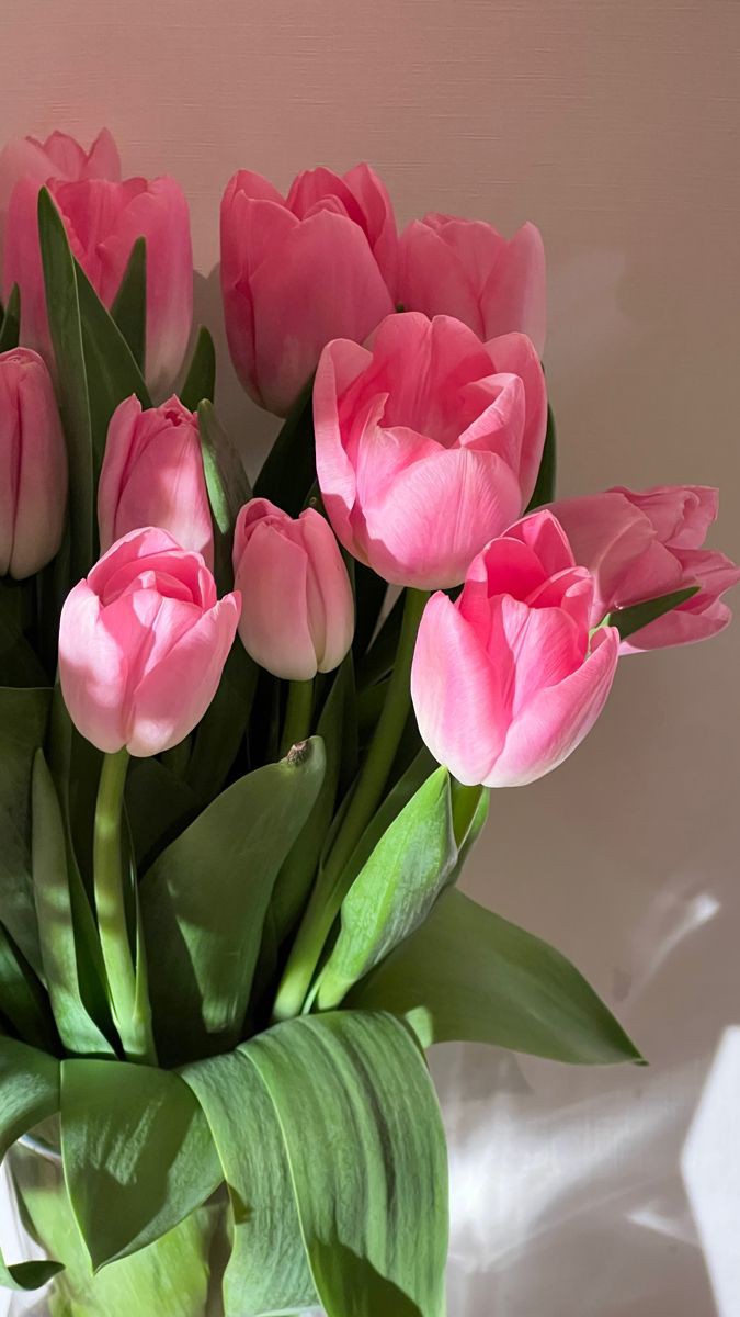 XLIX_409's tweet photo. Tulips 🌷 https://t.co/5vJZ1RrrZW