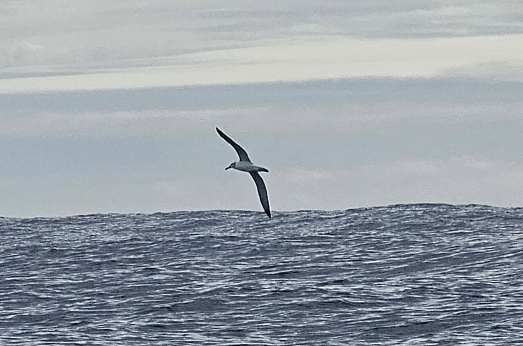Jean Le Cam affole les compteurs sur le <a href="/VendeeGlobe/">Vendée Globe</a>  malgré un petit crochet le long de la zone d'exclusion Antarctique👉 urlz.fr/tyri