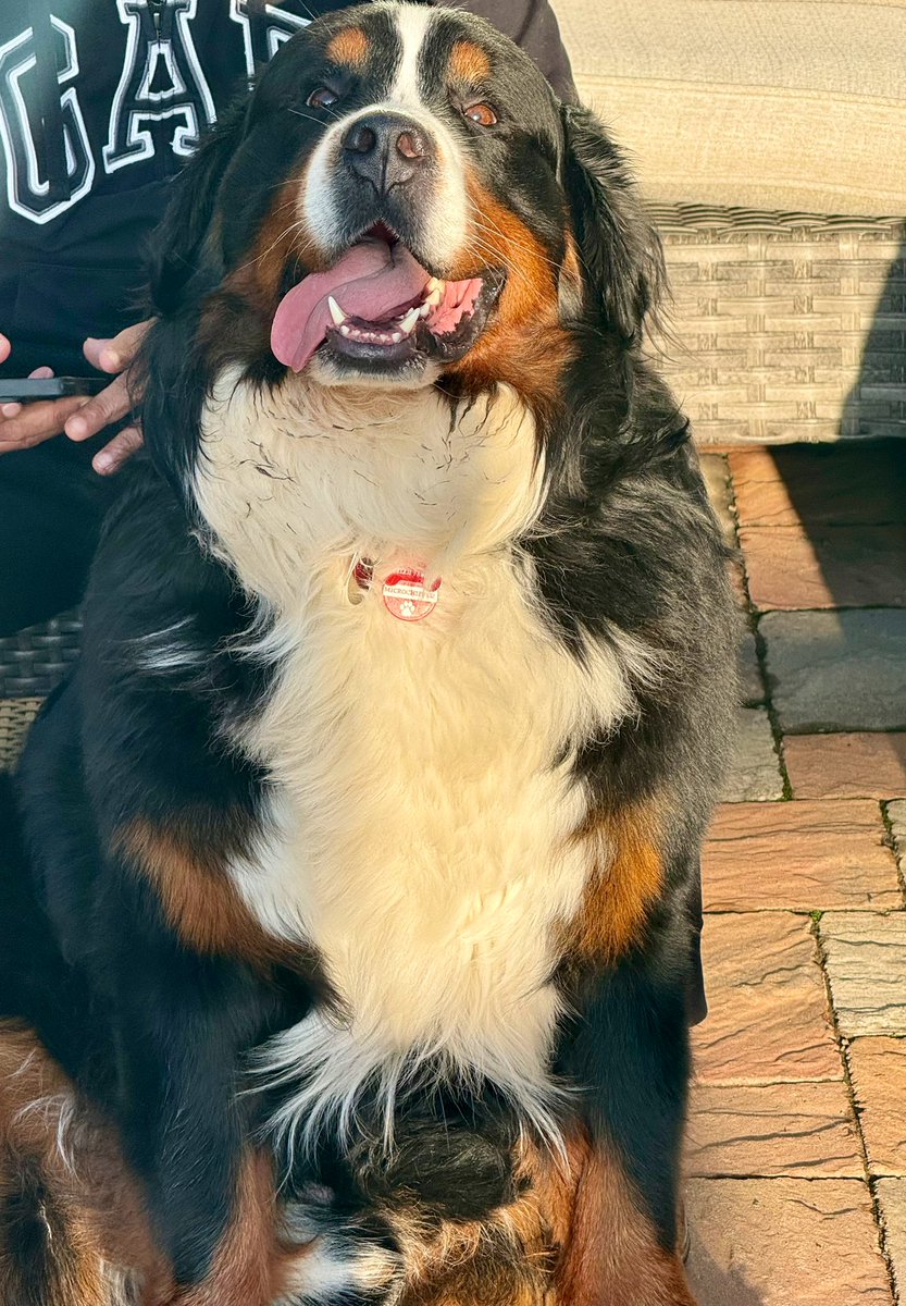 RussianBerner's tweet photo. @George___Looney mom wants to get a bib like this for me too !!😂 how can people mistake me for a St Bernard ??! 🤪🐾🐕‍🦺 #newfoundland #bernesemountaindog #stbernard #threepeasinapod #dogsoftwitter #dogsofX https://t.co/yvI0p9OG2T