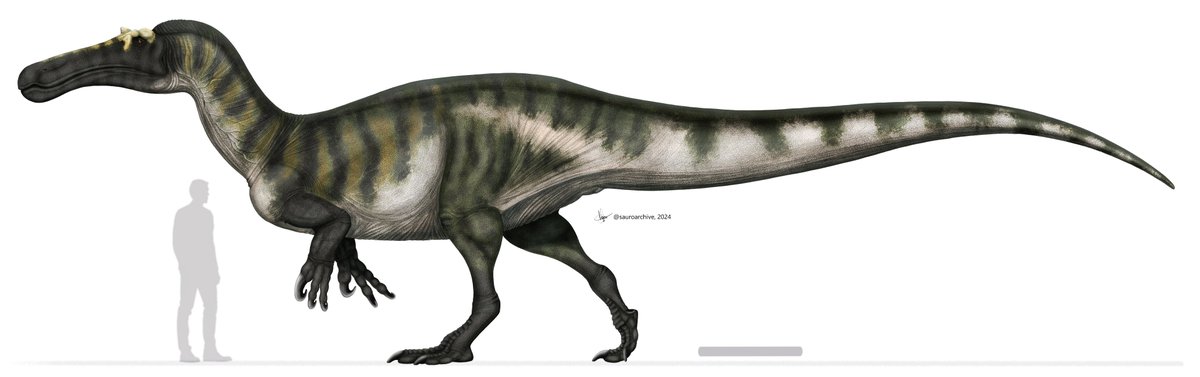 igoralves_07's tweet image. My new reconstruction of the African spinosaurid Suchomimus tenerensis

#paleoart #paleo #dinos #dinosaur #sciart #suchomimus #2d #digitalart