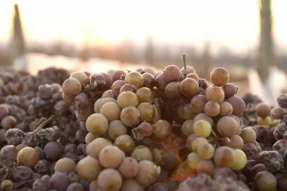 #Eiswein Schlagzeilen zum Jahresende #icewine harvest in Germany deutscheweine.de/news-medien/me… #Wein #Wirtschaft #wordofmouth