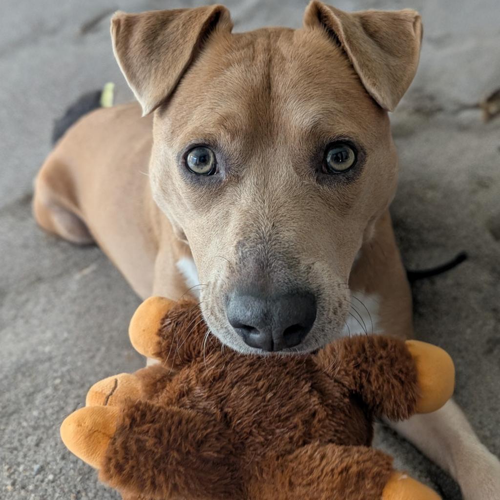 CityDogsRescue's tweet photo. As you can see, adoptable Andre is a true connoisseur of stuffies.

He’s always happy to share with his dog and human friends!

Apply now to meet Andre: https://t.co/raKKoLqOLv 🐾

#DCDogs #DogsofDC #AdoptAndre https://t.co/GdKeOc056g