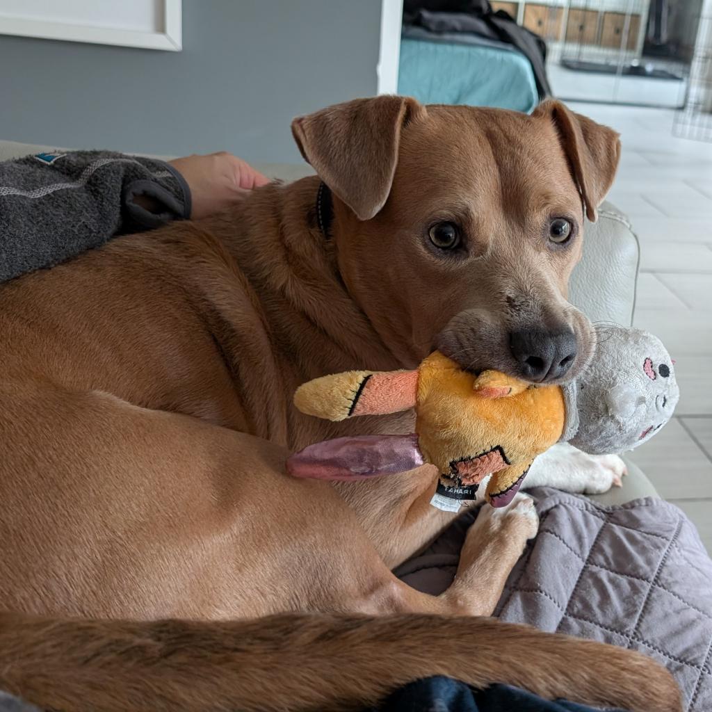 CityDogsRescue's tweet photo. As you can see, adoptable Andre is a true connoisseur of stuffies.

He’s always happy to share with his dog and human friends!

Apply now to meet Andre: https://t.co/raKKoLqOLv 🐾

#DCDogs #DogsofDC #AdoptAndre https://t.co/GdKeOc056g