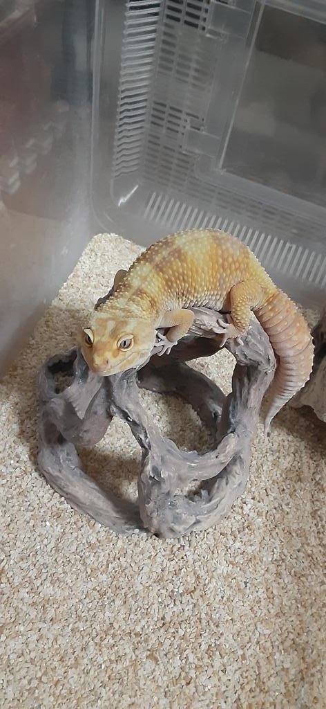 レオパ🦎キラリ

ジャングルジム使ってくれてくれてるー☺️

#レオパードゲッコー 
＃レオパ