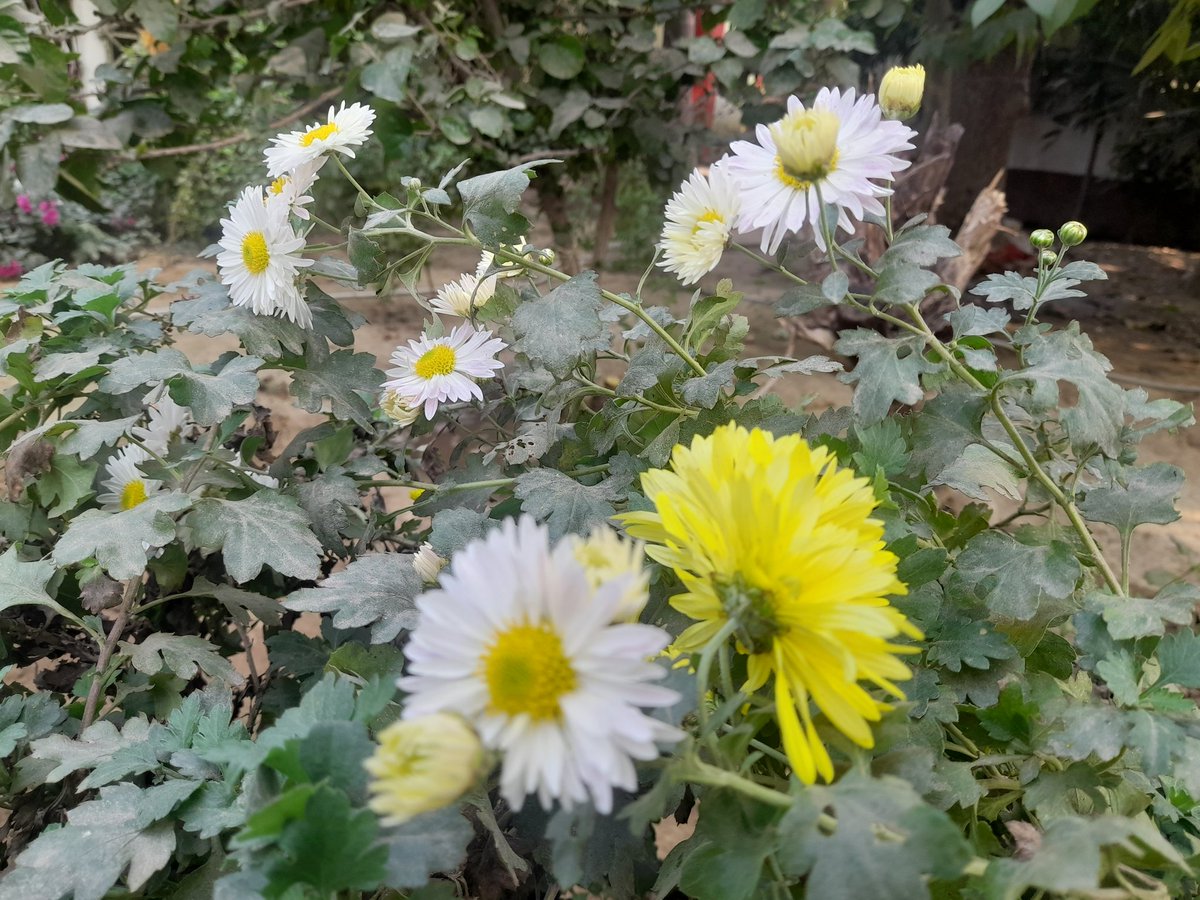 RuchiModi4's tweet image. आंगन फुलवारी 💕