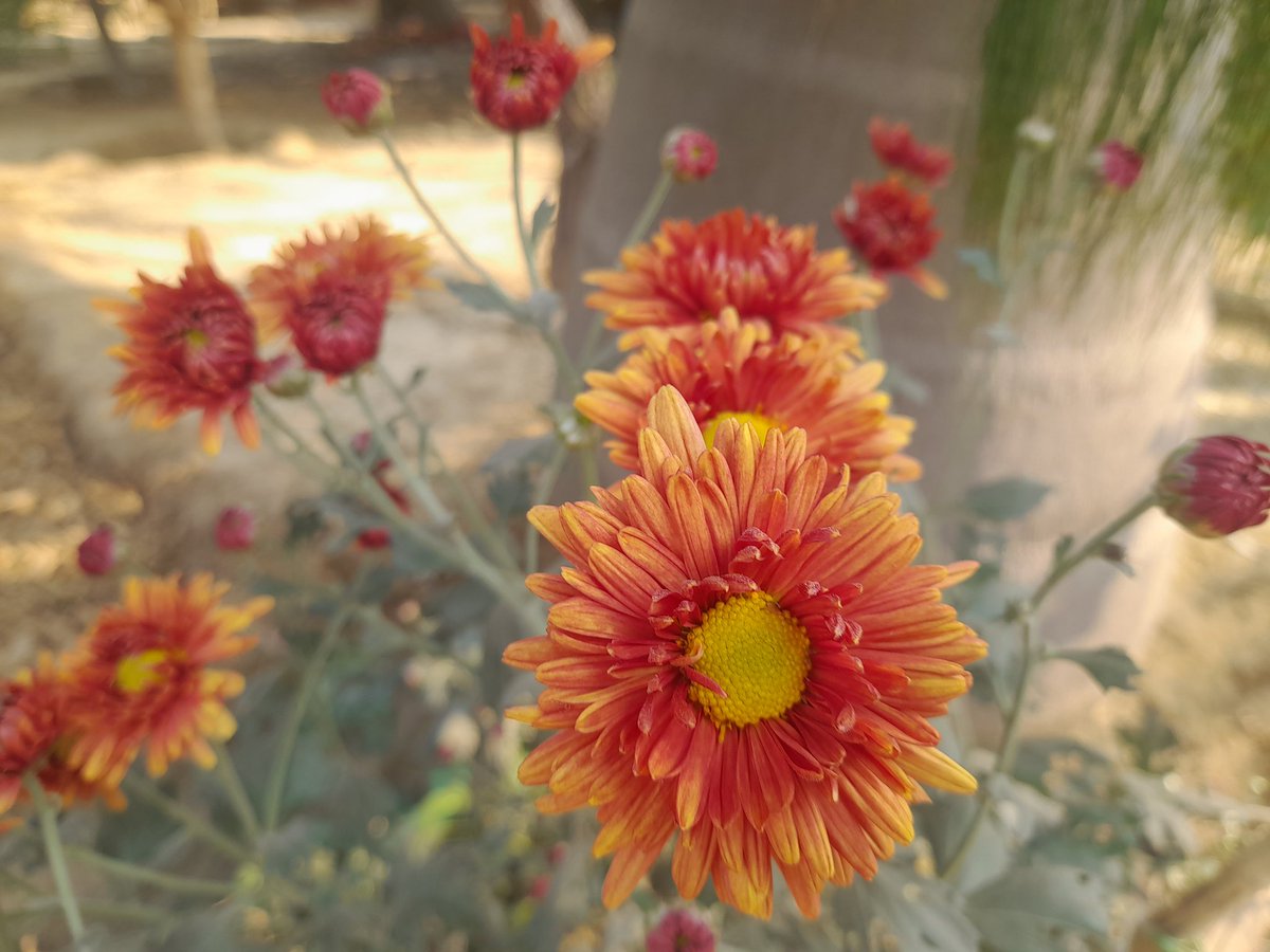 RuchiModi4's tweet image. आंगन फुलवारी 💕