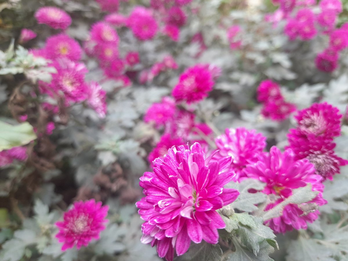 RuchiModi4's tweet image. आंगन फुलवारी 💕