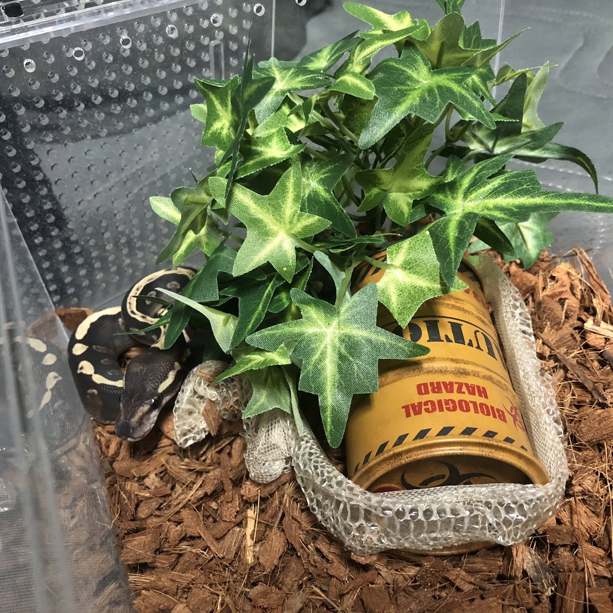 Biting04's tweet image. ほんと何やってもおもろいなこの子