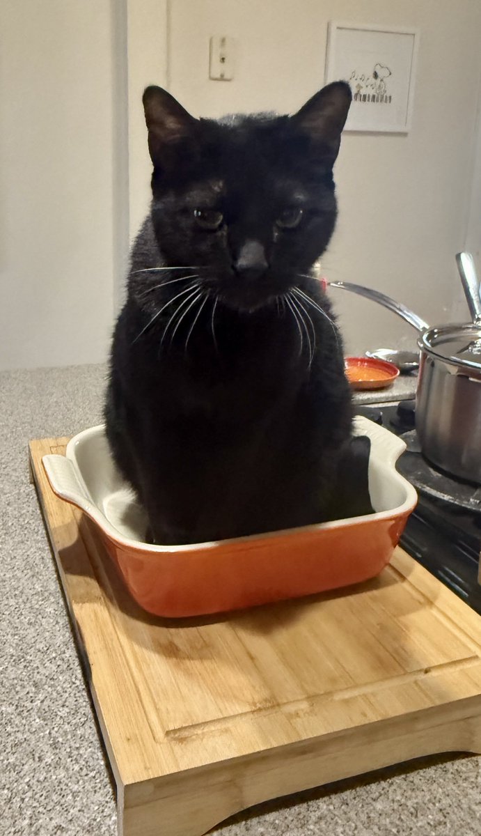 LucySkinnyjeans's tweet photo. My big brother #panfur Lewis is funny๐นMom & Dad were making lasagna & he thinks the pan is a box for #catboxsunday ๐น๐น๐นdonโt worry mom washed it & hid it until they were ready to layer the lasagna! Happy #SundayFunday
#CatsOfTwitter #CatsOfX #TabbyTroop #IfIFitISit https://t.co/DL5bgc24BQ