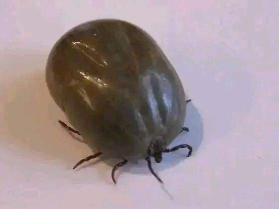 TWAR___SA🇿🇦 tweet media