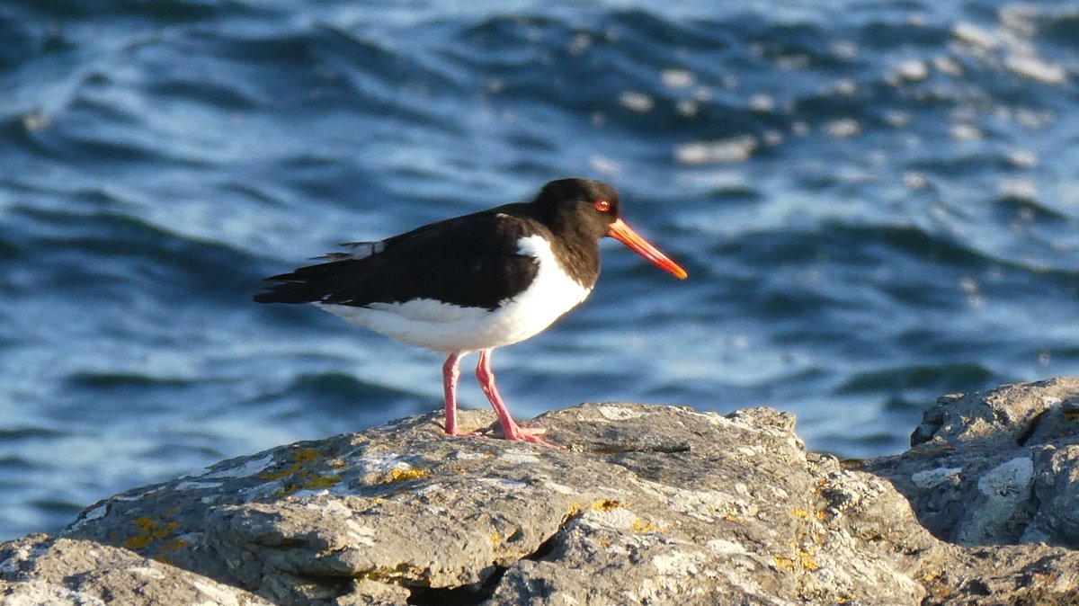 prin1969's tweet photo. @SteelySeabirder An oystercatcher at Trearddur Bay
#SuperSeabirdSunday https://t.co/qYOMxhiVxc