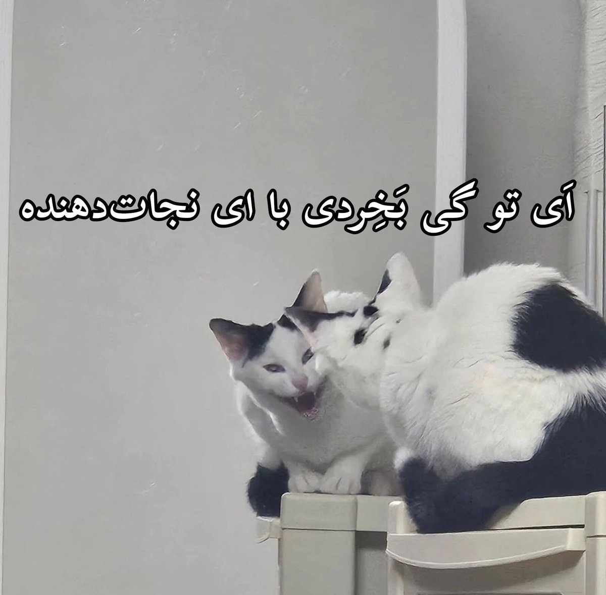 SaintZahra's tweet photo. https://t.co/Nf1HlxgcT9
