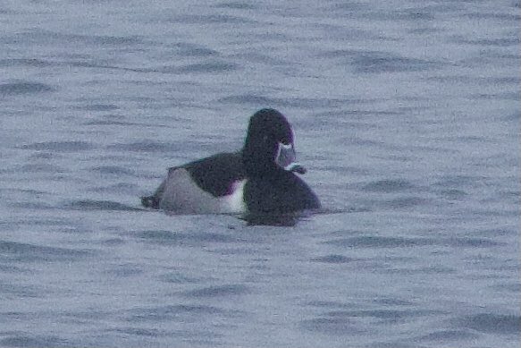 Ring-necked Duck at LDLH causeway, Abberton today.