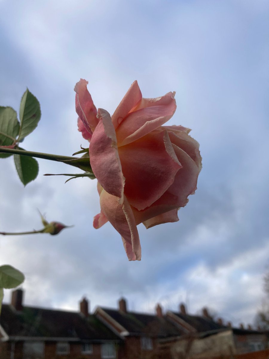 MyGarden_Uk's tweet photo. Afternoon Beauty.
#BeautyRange #Roses #Flowers #HarRose #ColoursOfNature
@des_farrand
@alisonbeach611 https://t.co/T45VgWsLCU