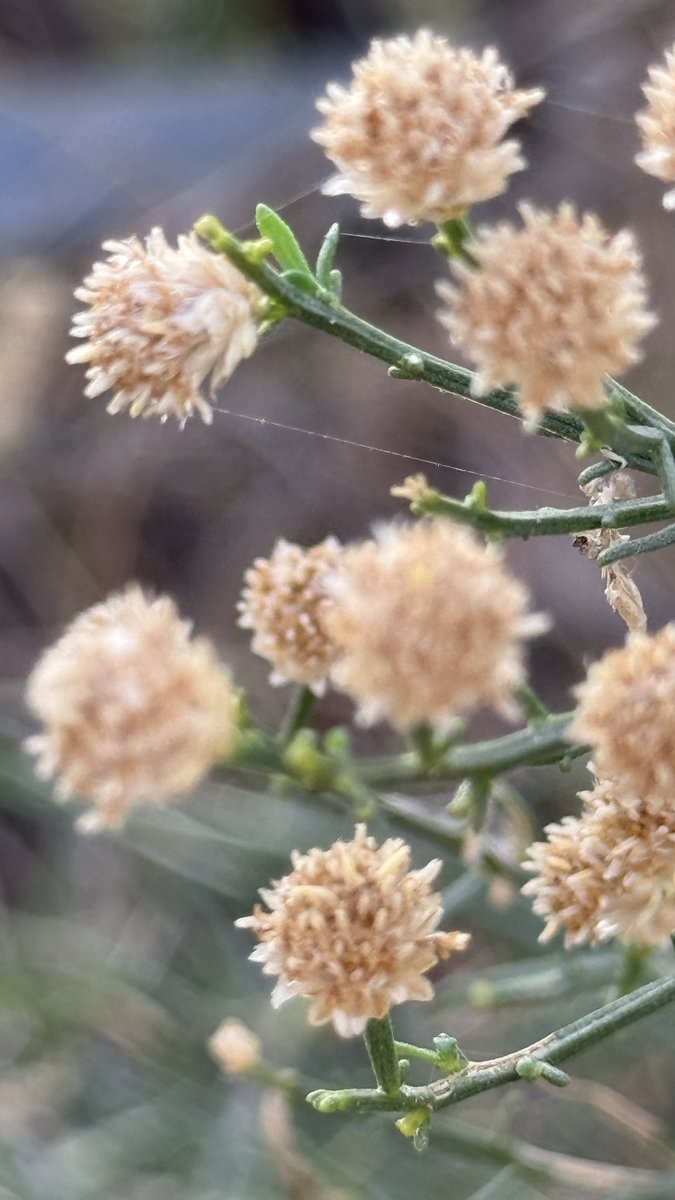 course8cheduler's tweet photo. #AlphabetChallenge #WeekZforZoom 
- Desertbroom close-up
- zoom in to find a bird
- tree cut shows the inside circles of different colors 
 Nature is beautiful 😍 https://t.co/KCnTcwCatf