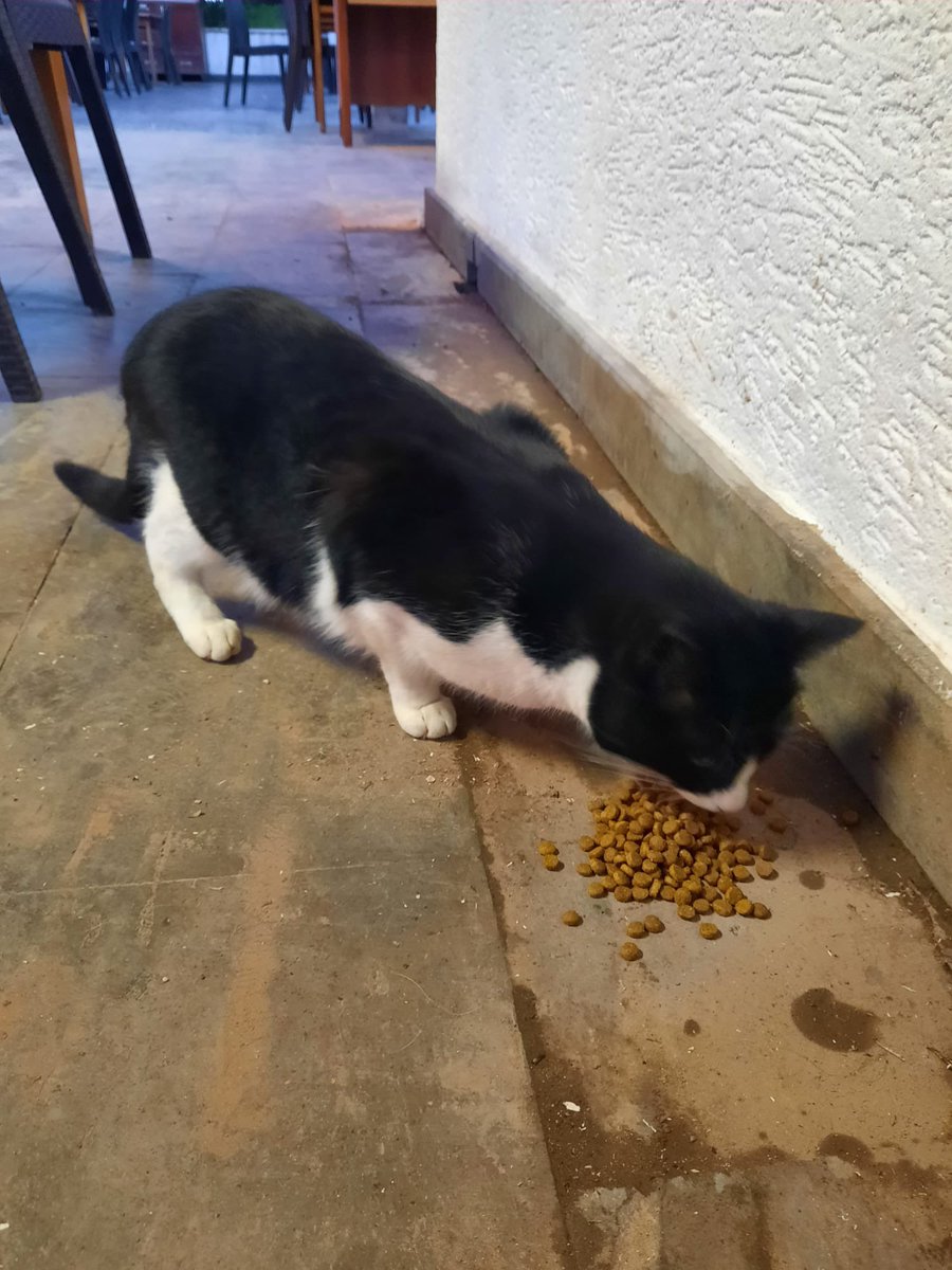 Ahbap Muğla gönüllülerimiz, sokak ahbaplarımıza verilmek üzerine mama dağıtımı yaptılar. Katılımcılara ve gönüllülerimize teşekkür ederiz. 💚