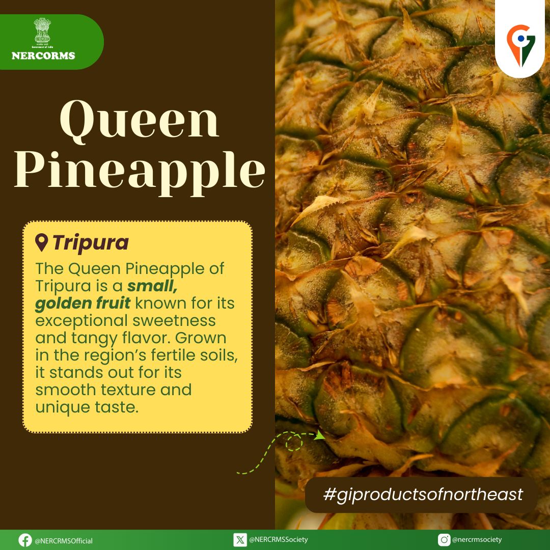 NERCRMSociety's tweet photo. The Queen Pineapple of Tripura, renowned for its sweetness and aroma, offers tourists a delightful taste of the region’s rich agricultural heritage.
#QueenPineapple #TripuraSpecial #AgriculturalHeritage #TripuraTourism #ExoticFruits #TasteTripura #TravelIndia https://t.co/jSS51qSJ2o