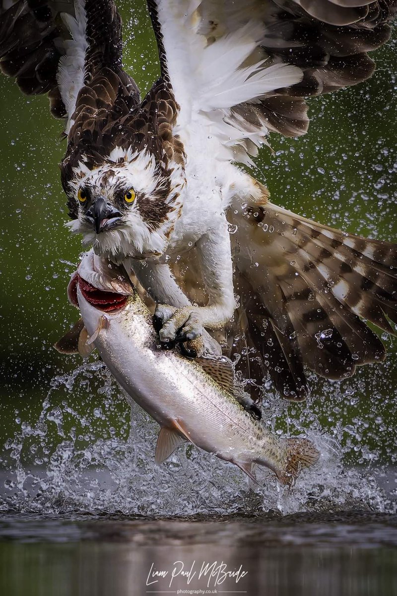 CrustyDemon999's tweet photo. @AP_Magazine Osprey (Pandion haliaetus)
Sony A1 + 200-600G https://t.co/pCzVwcEoio