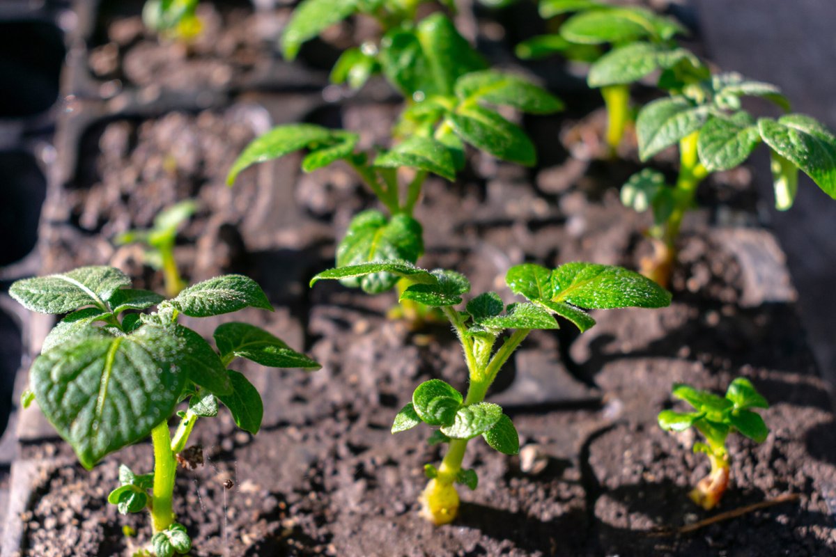 It’s time to start planning for spring planting. If you haven’t chosen seeds and selected the crops you hope to grow, now is the time. Here are a few thoughts to help you get started.

grit.com/farm-and-garde…