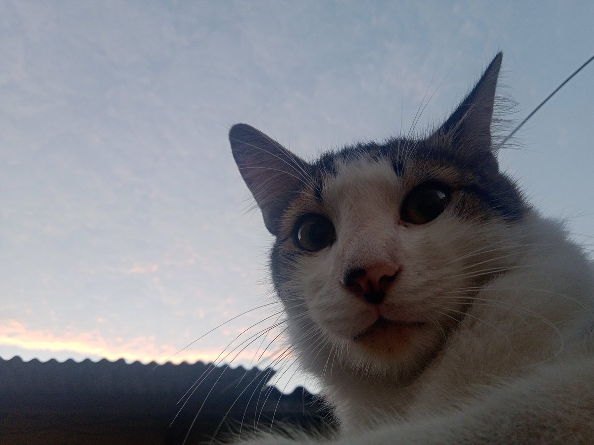 ☆ bea ☆ tweet media