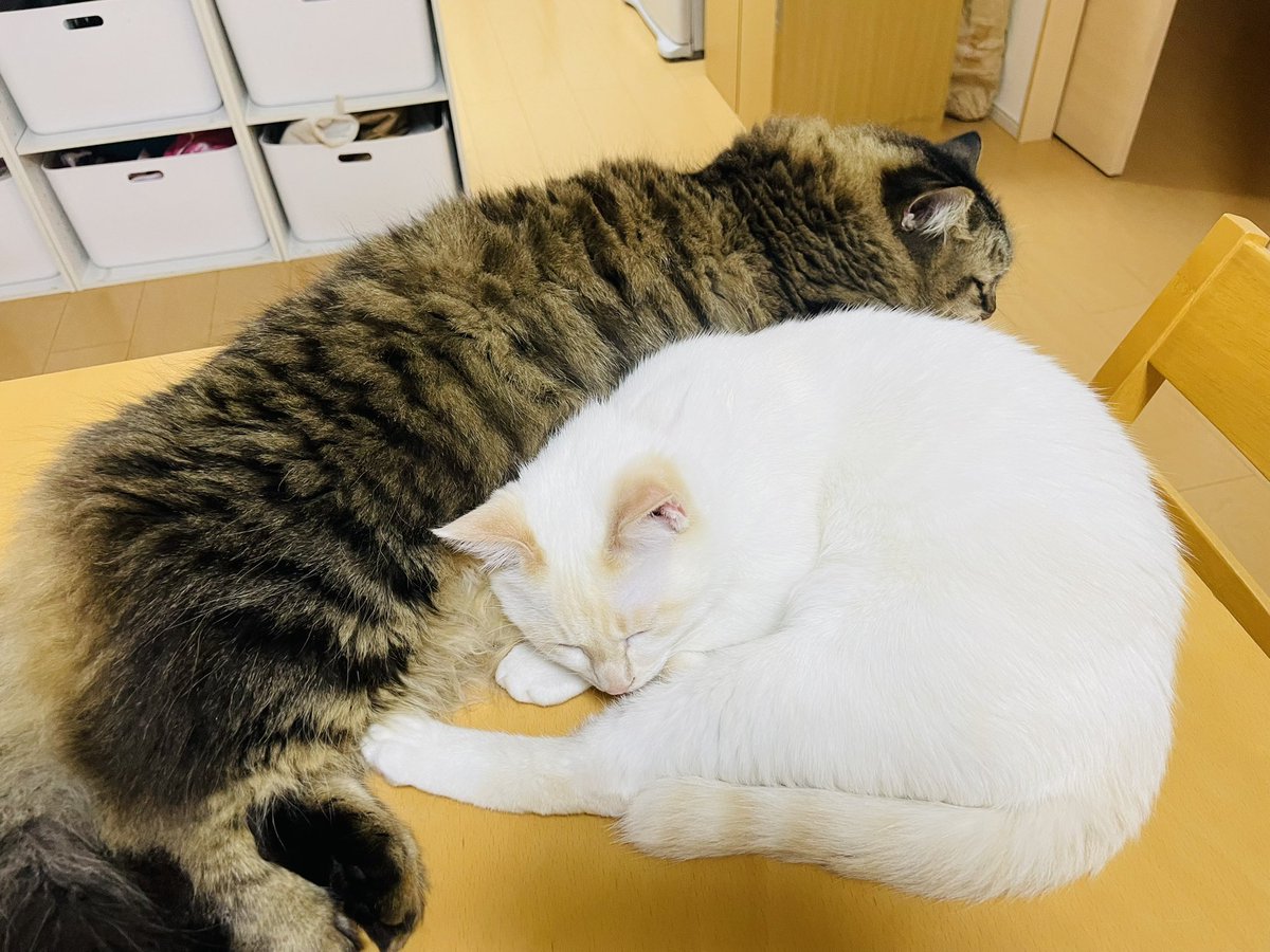 KotobukiTen's tweet photo. 目の錯覚でボンちゃんの方が大きく見える https://t.co/v65eMEj4pp