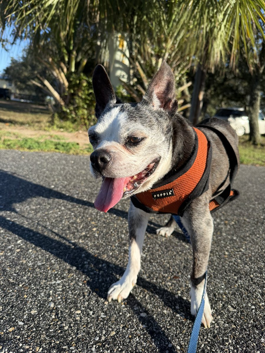 One of those things as a long time pet owner that is difficult, is watching them age (just like we do) I have now had my Boston Terrier buddy for 16+ years and now he has started having seizures at night (and sometimes during day). I just go pet him during it.Growing old is hard!