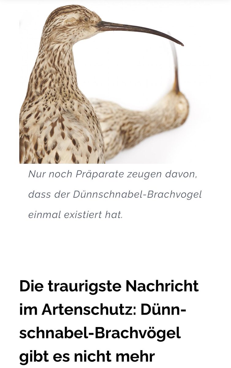 Johann Rathke (@johannrathke) on Twitter photo Der äußerst lesenswerte naturschutzpolitische Jahresrückblick von <a href="/ThomasKrumenac1/">Thomas Krumenacker</a> beginnt leider (und leider ganz zurecht) mit einer tragischen Nachricht: eine weitere Vogelart gilt als ausgestorben.
Was sonst noch geschah, u.a. auch Positives …
➡️ riffreporter.de/de/umwelt/natu… Der äußerst lesenswerte naturschutzpolitische Jahresrückblick von <a href="/ThomasKrumenac1/">Thomas Krumenacker</a> beginnt leider (und leider ganz zurecht) mit einer tragischen Nachricht: eine weitere Vogelart gilt als ausgestorben.
Was sonst noch geschah, u.a. auch Positives …
➡️ riffreporter.de/de/umwelt/natu…