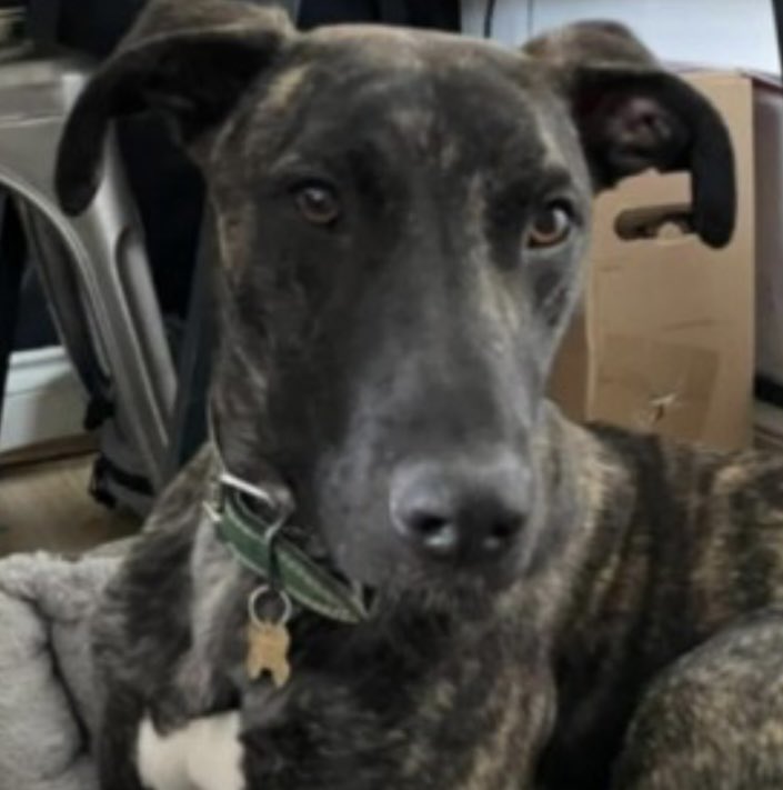 rosiedoc666's tweet photo. SEARCH missing #Foggathorpe #YO8 NORTH EAST 8/12/24
Male/adult #Lurcher Brindle
Wearing a yellow bandanna
Chipped
SEARCH WILL BE FEATURED IN THE 24/12/24 DOGLOST COLUMN IN THE SHOOTING TIMES AND COUNTRY MAGAZINE
https://t.co/Z9ysaTCRTg
@JacquiSaid @juliagarland73 @bs2510 https://t.co/bioTgU9Fv8