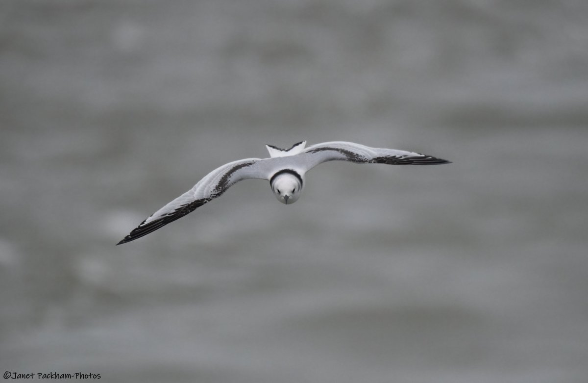 JanetMPackham💙 tweet media