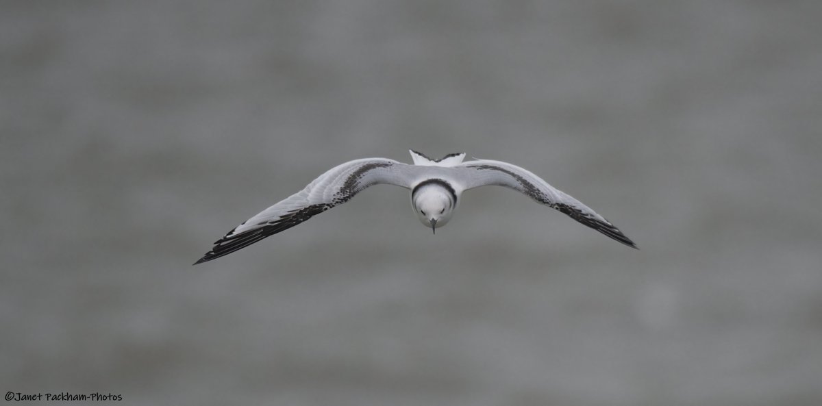 JanetMPackham💙 tweet media