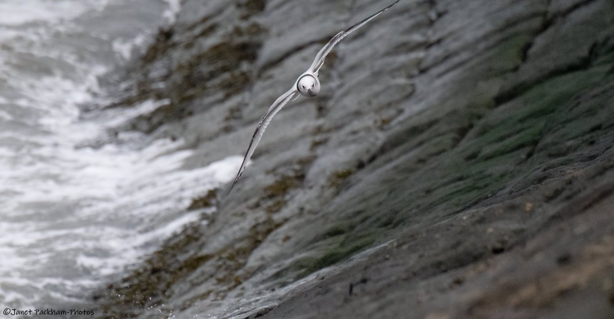 JanetMPackham💙 tweet media