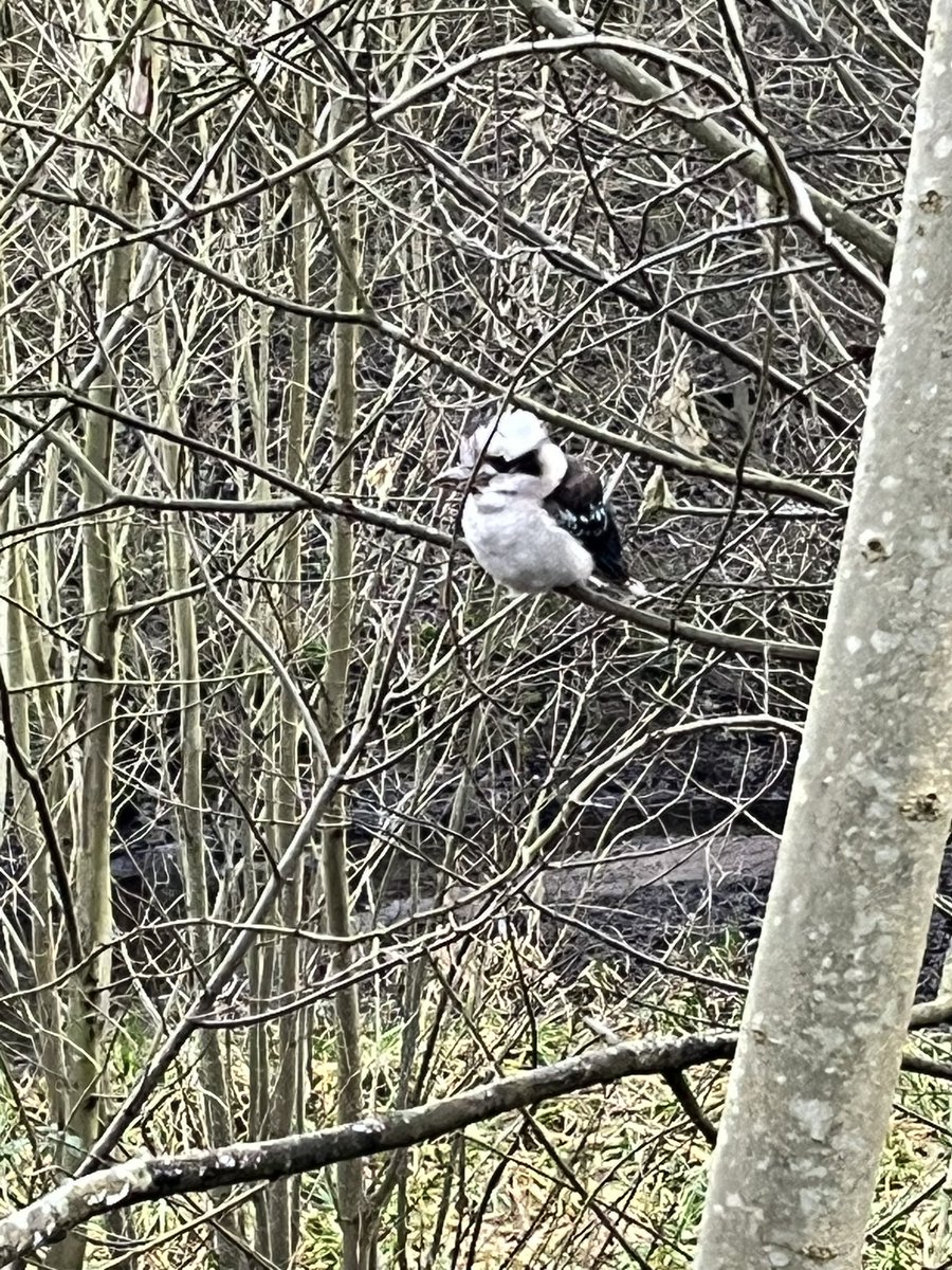 Daniel Bailey tweet media