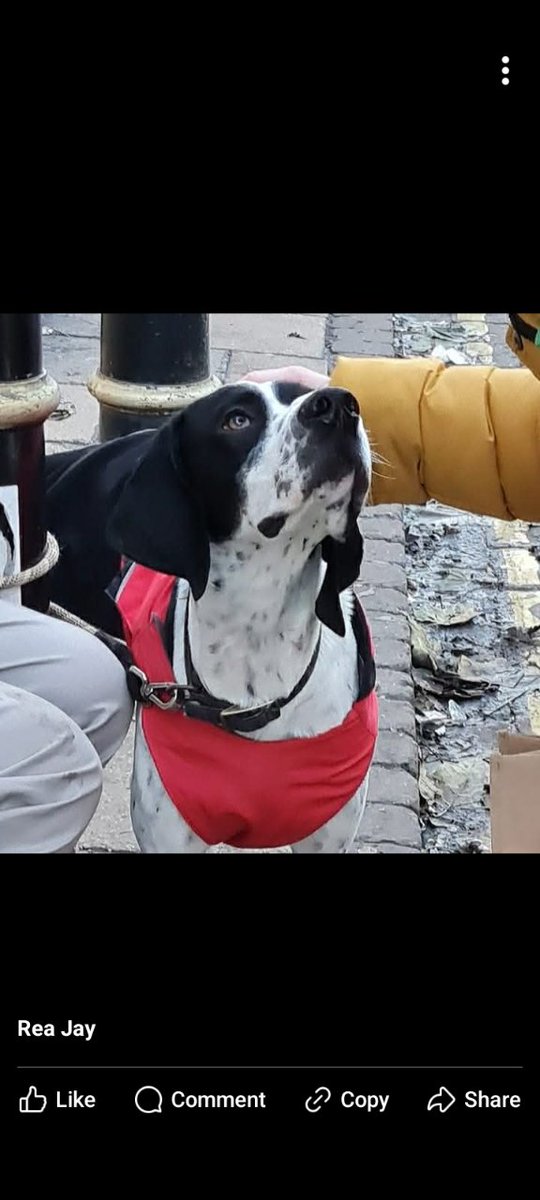 AndreaJackGoro's tweet image. Memory from, 2yrs ago.
Met a friendly #Germanpointer 
Was looking lovingly into my eyes! 👁️👁️#York