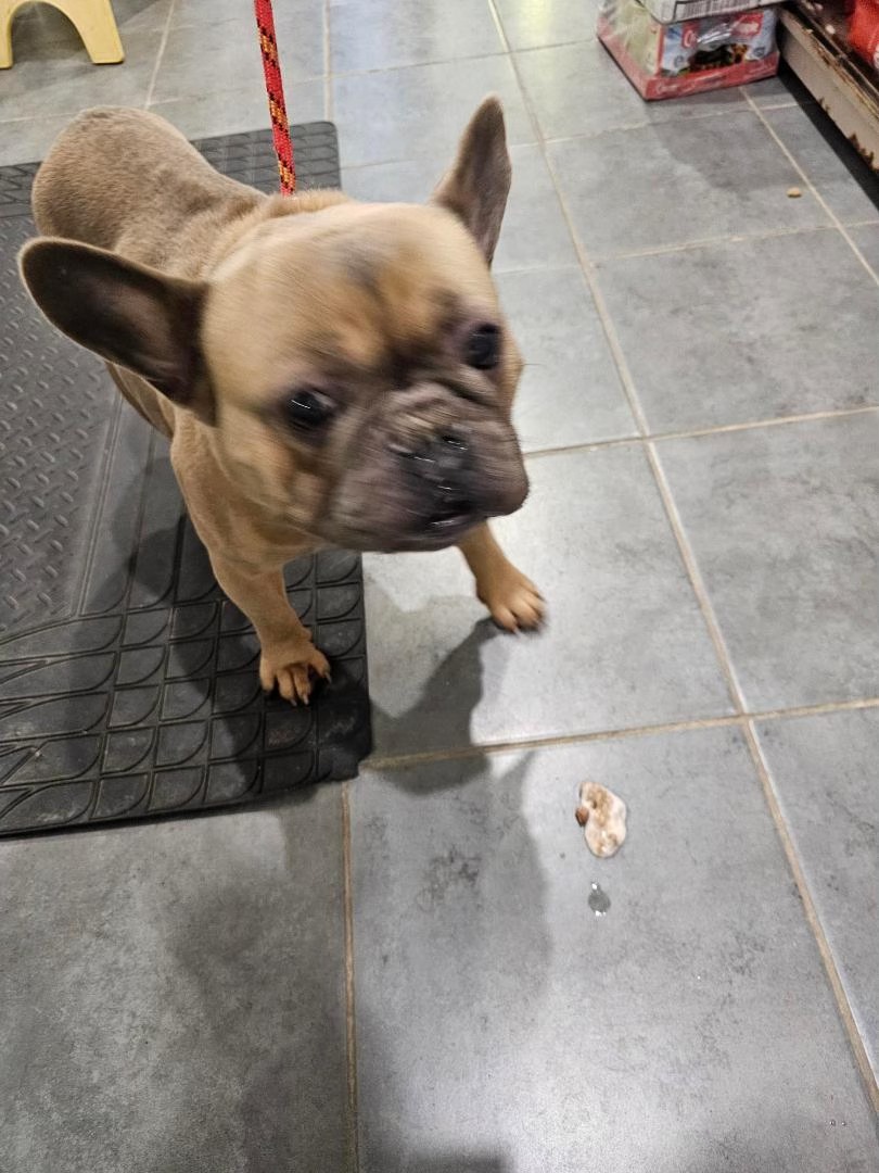 AdoptionsUk's tweet photo. VERY URGENT please retweet to help Louie find a RESCUE SPACE #ENGLAND #UK 🆘🆘🆘
This little cutie we have called him Louie, has found himself lost on Boxing Day. We think he was found with Noire (a mastiff) and they seem to be friends. They do not need to be together (though that would be fantastic) as we know that is a big ask. So what do we know about Louie? Very little I am sorry to say, other than he is not chipped and needs his chance by January 3rd 2025. PLEASE NOTE THIS IS NOT A PTS DATE AND HE CANNOT BE REHOMED DIRECTLY TO THE PUBLIC.
If you are a rescue that can find a space for Louie please contact either Gill Atmeare, Deborah Shepherd or Ruth Johnson in the link below 
https://t.co/DUD0D01D9d

#dogs #dog #Frenchie #FrenchBulldog #pets #animals #adoptdontshop #Rescuedogs #England #Wales #Scotland @Nightowl400 @LisaClareRead2  #Mastiff
Below, best friends Noir and Louie, can go to rescue together or separately, please share to help them stay together🐶🐶🏡❤️