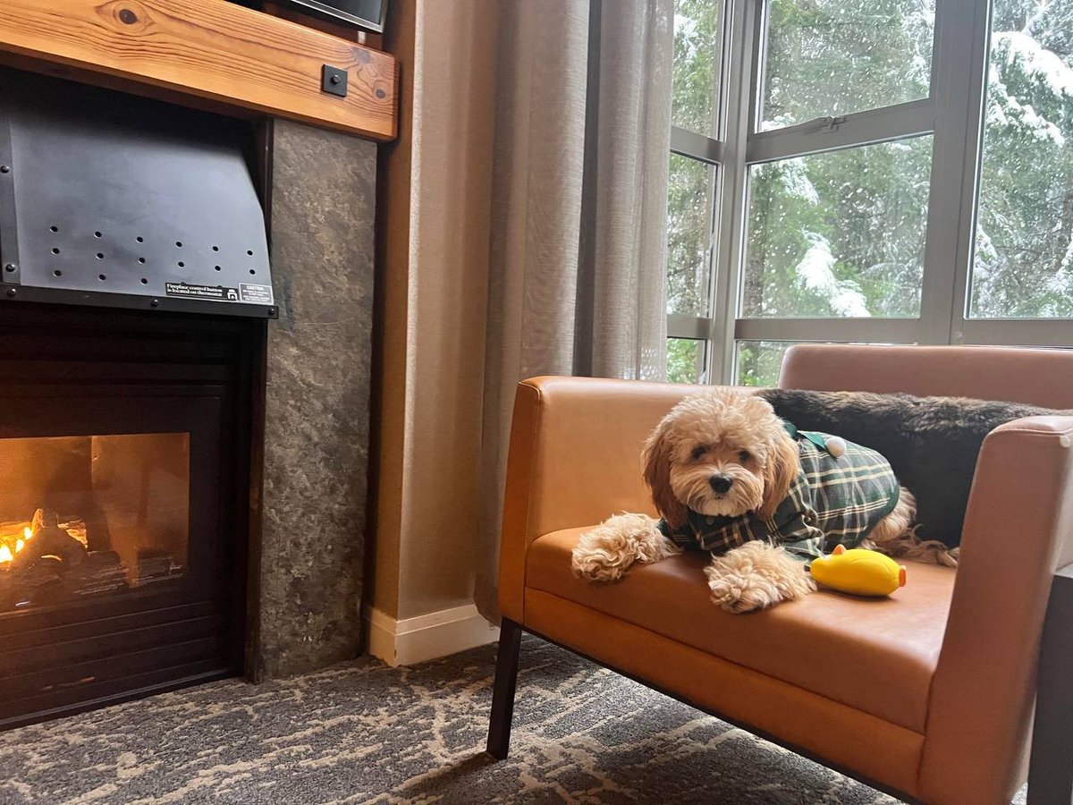 GavinHouse56858's tweet photo. Happy cold Sunday baby Fiona.🥰 https://t.co/rYZSXjRJhM