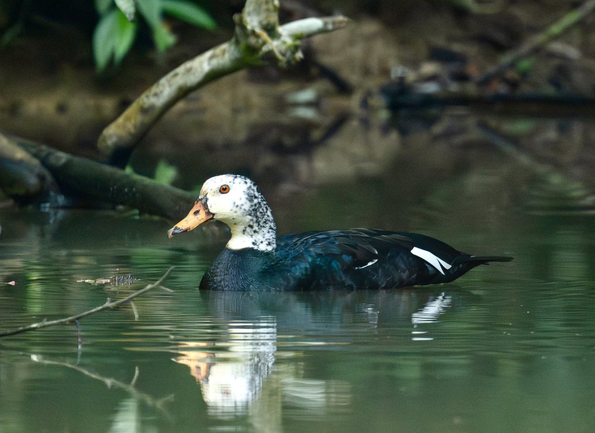 ranojpeguassam's tweet photo. White-winged Wood Duck (দেওহাঁহ) is the state bird of Assam. It is an endangered species listed in IUCN red list. 

I am happy to have sighted this shy and secretive bird in Dihing Patkai NP guided by #AsomGaurav Sri Binanda Hati Boruah today and take a few photographs.

@cmpatowary @PmargheritaBJP @aweassam @assamforest