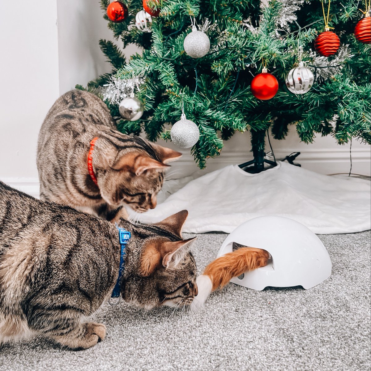 PetSafeFR's tweet photo. Vos animaux ont-ils été gâtés par le Père Noël ? 🐾
Dites nous tou en commentaire 😁
📸 itstonicha
➡️ https://t.co/LB4CPF9iwg #CadeauChat #NoelChat #PetSafe #LoveCats https://t.co/TmRKLFCnJK