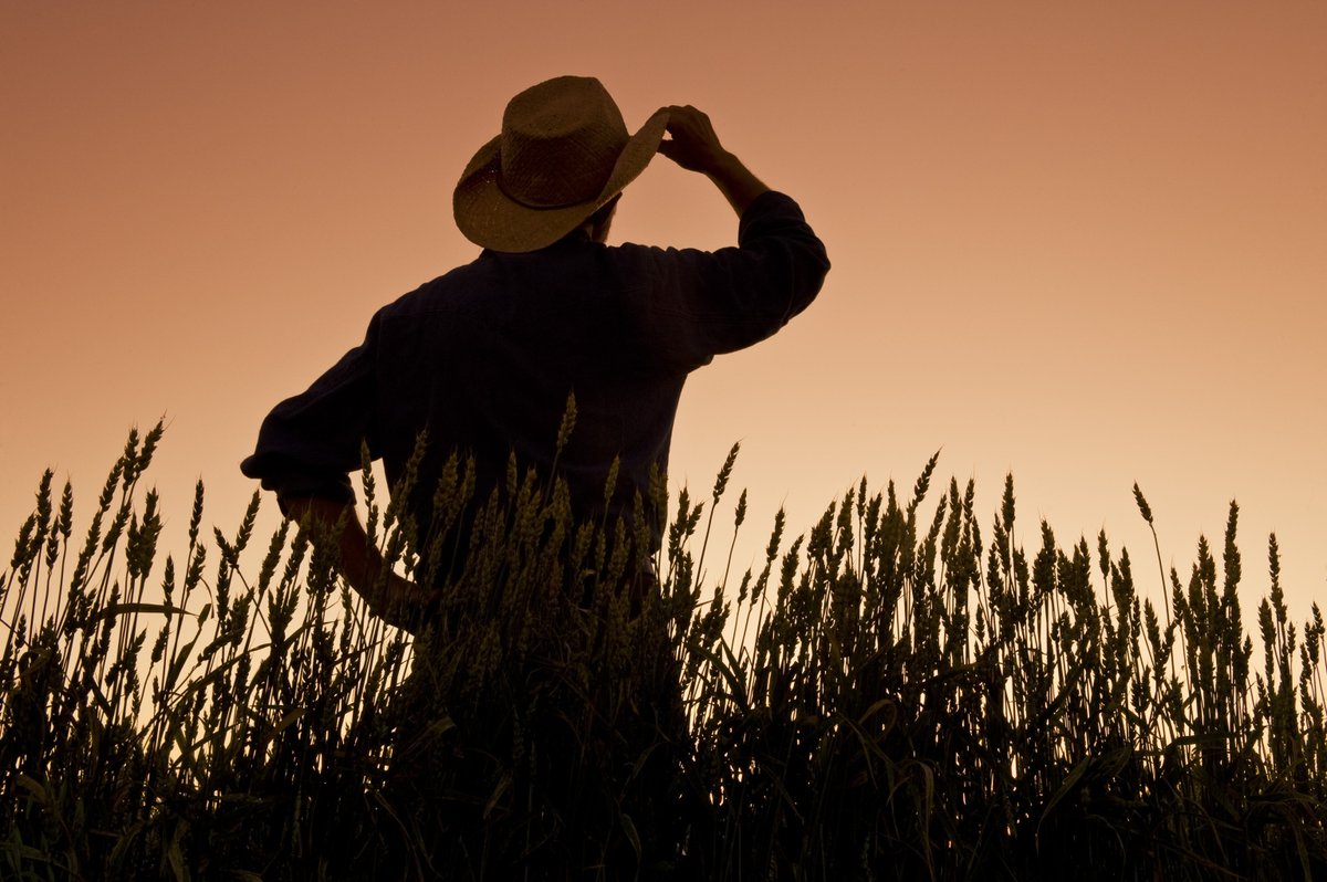 AAFC Canada (@aafc_canada) on Twitter photo .<a href="/StatCan_eng/">Statistics Canada</a> estimates #CdnAg’s total 2024 wheat harvest at 35 million tonnes. That’s 10% above average and the third largest in history. Hats off to our farmers!🌾 .<a href="/StatCan_eng/">Statistics Canada</a> estimates #CdnAg’s total 2024 wheat harvest at 35 million tonnes. That’s 10% above average and the third largest in history. Hats off to our farmers!🌾