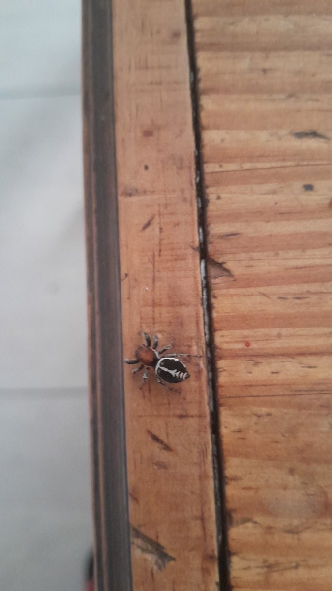 marcos101u's tweet photo. Hola @Arachno_Cosas saludos desde Argentina. Encontré esta que es medio saltarina en mi casa. Mendoza, Argentina. Saludos! https://t.co/pMgtBQErUV
