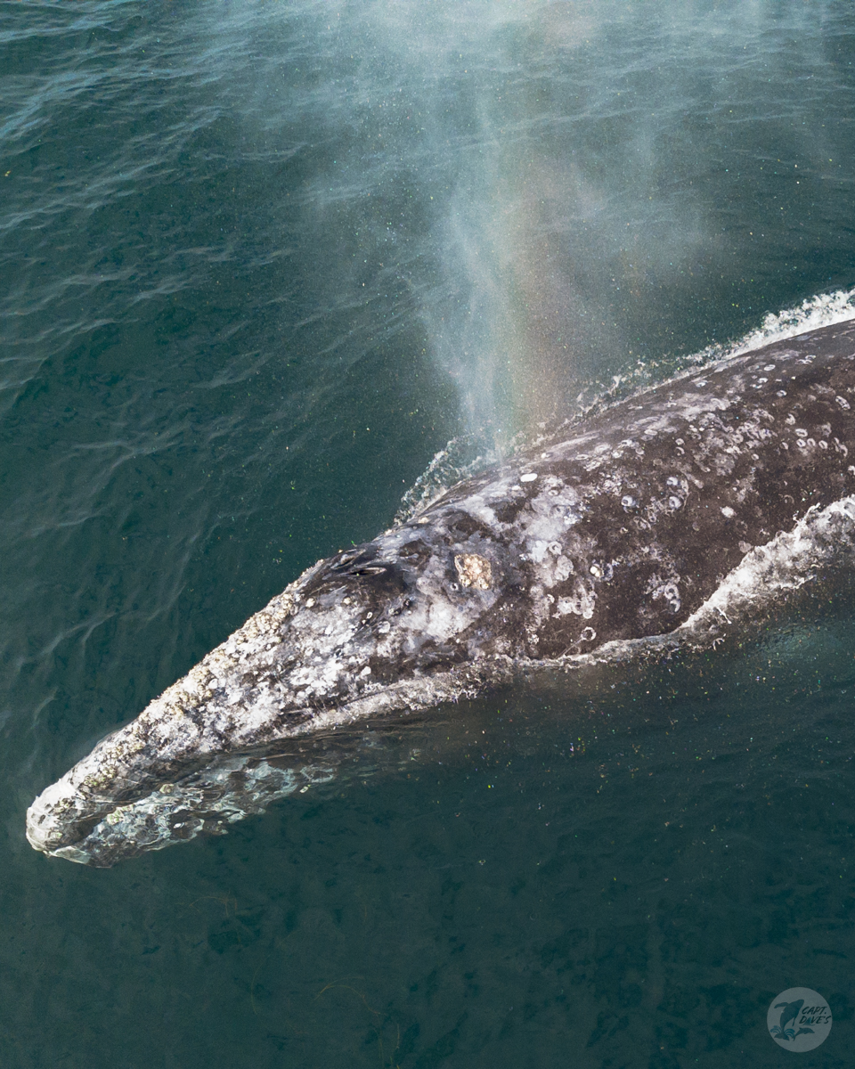 CaptDavesWhaleWatching tweet media