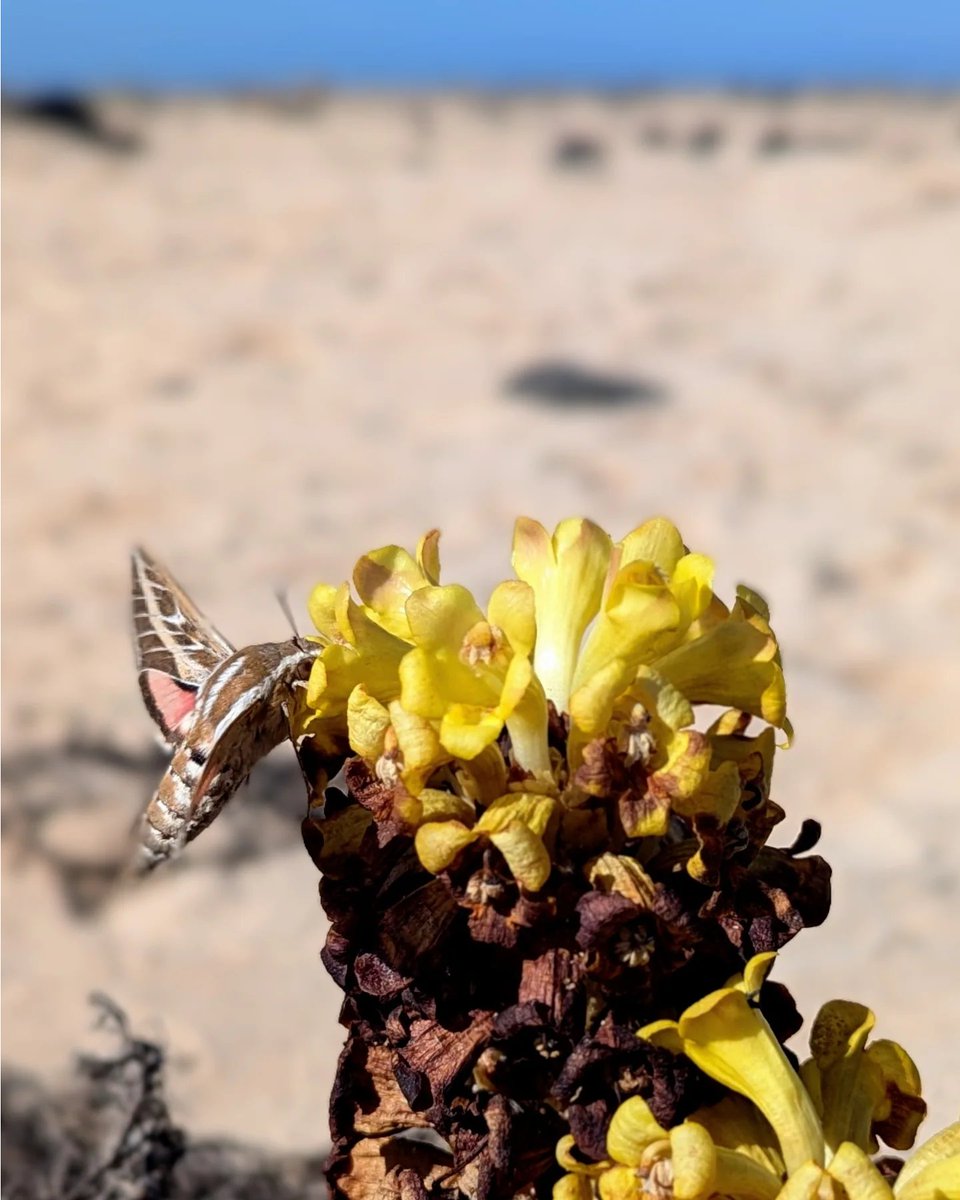 thorogoodchris1's tweet image. I&apos;m so excited! I was just documenting a population of desert hyacinth (Cistanche phelypaea) when a striped hawkmoth appeared and began pollinating! This was an encounter I&apos;ll never forget.