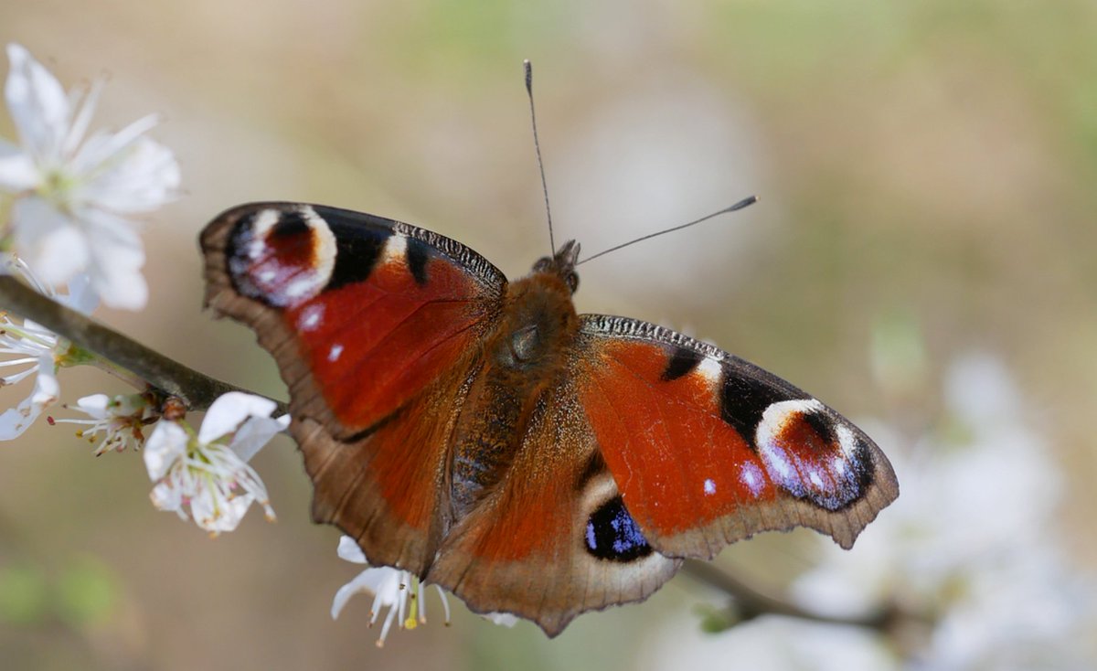 At the end of the year we can look back at the butterfly year 2024 in NL. What went up, what went down, and what species things did we notice? A threat in English. /1