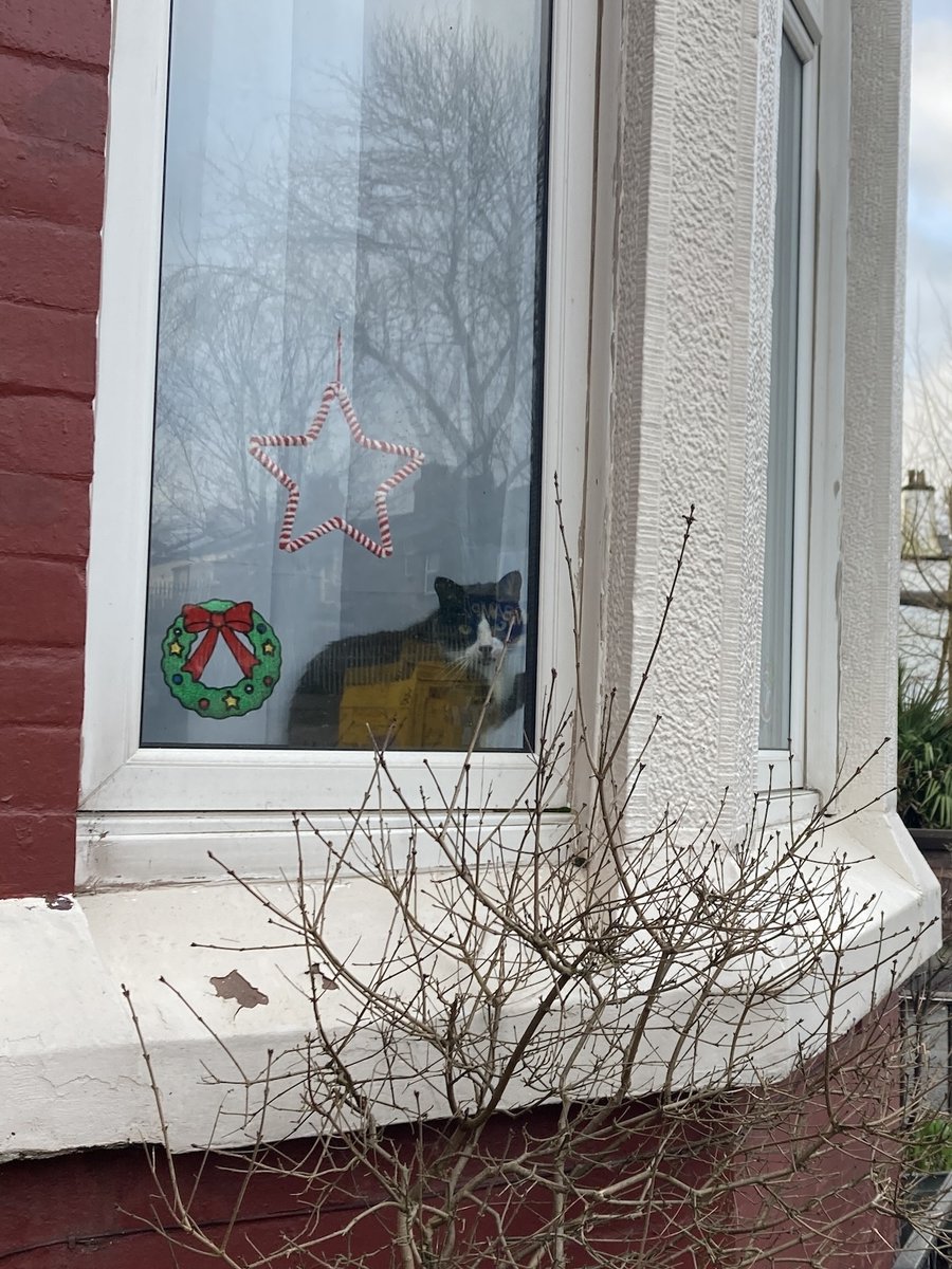 LaikaMuttnik's tweet photo. Festive #WindowCat seen on the way to the garden volunteer session this morning👋😸
Looking forward to spending more time at the garden in the new year🌿🌳🌼🌸

今朝の庭園お手入れボランティアへの行き道で見かけたフェスティブな #窓猫 さん(*´ω｀*)
来年も庭園で過ごす時間が楽しみ♪ https://t.co/bkoniKiyMv