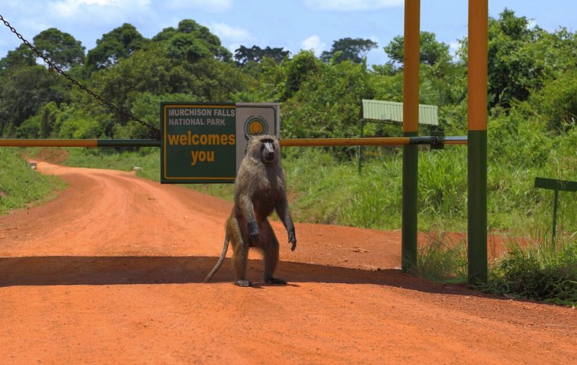 patobig's tweet photo. Kampala to Juba via Murchison falls National Park...https://t.co/MWQgVclVbB @KabalegaOldBoys https://t.co/8psyvzfb8a