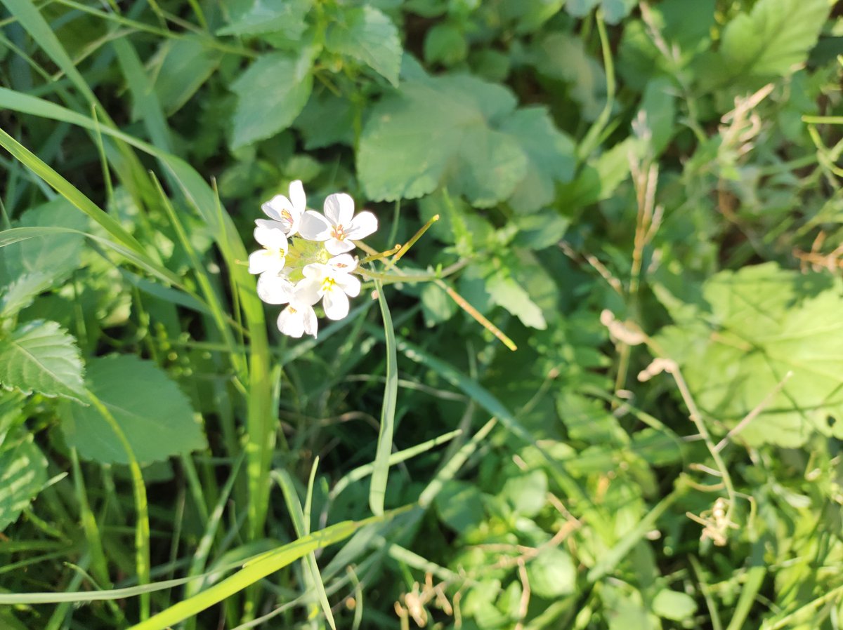Pablo5838446617's tweet photo. La especie #1: La rabaniza blanca #diplotaxiserucoides. Una crucífera de flores blancas, aunque a veces con rastros púrpvalladaura, que florece en campos de cultivo, jardines y bordes de los caminos. Foto en un campo de cultivo abandonado de #Vallada https://t.co/SHBN2U7AKs