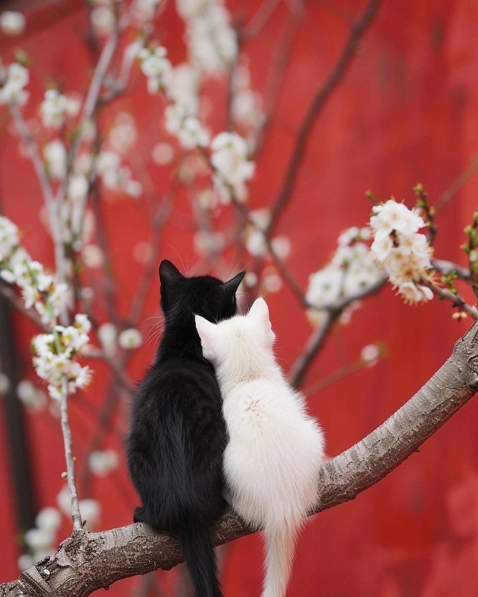 Punch Cat (@punchingcat) on Twitter photo 