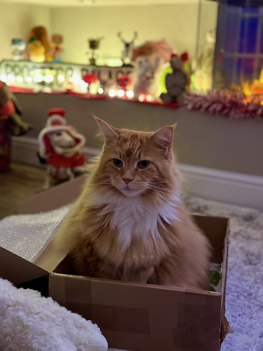 🌈 Buddy 🌈 & Gizmo 🦁🦁 tweet media