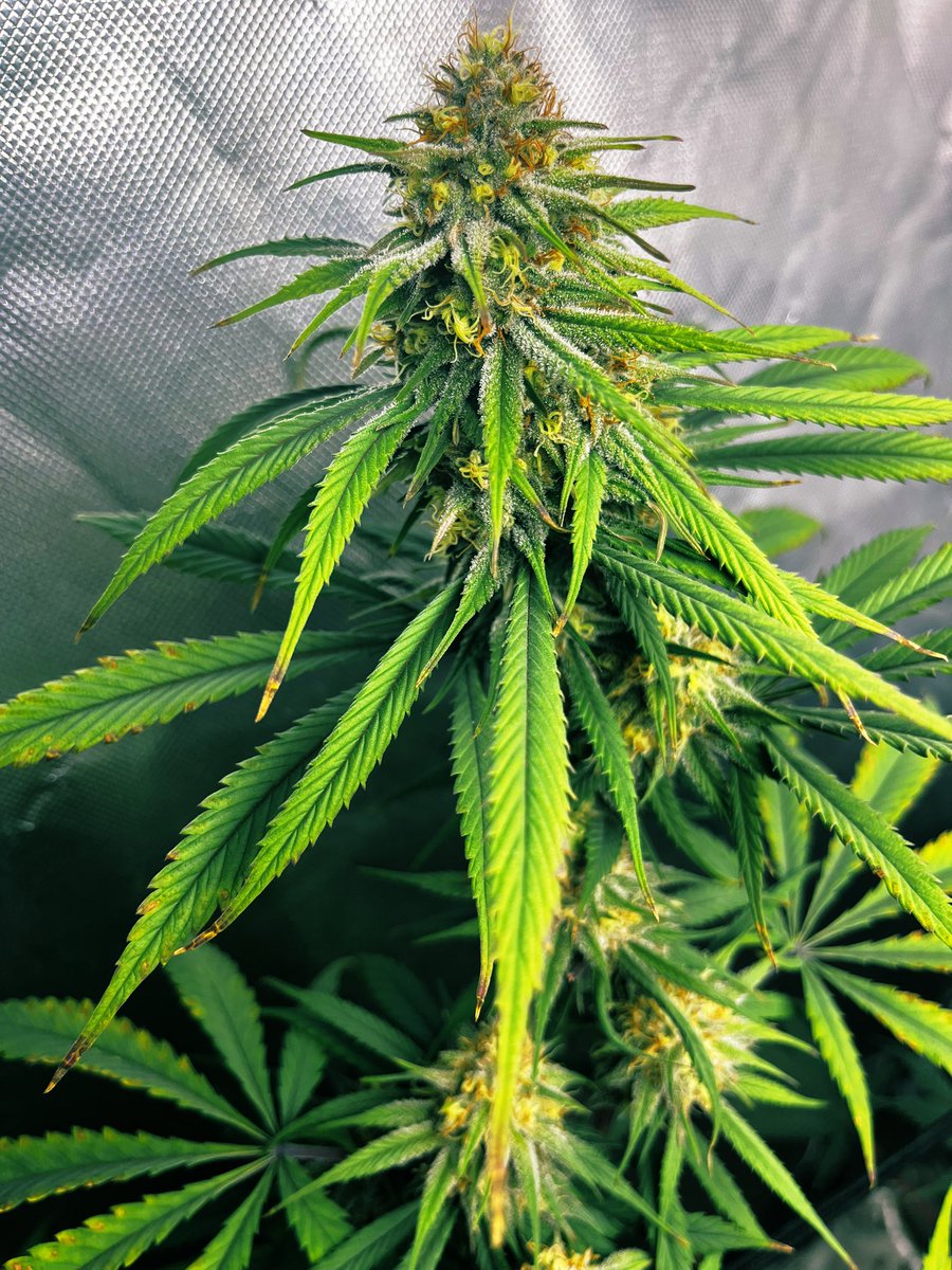 Banana Cough <a href="/JamesLoudGen/">James Loud Genetics</a> #bigbearcanna #CannabisCommunity #growyourown #growerslove
