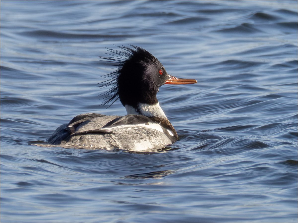 Tonydotlufc's tweet image. Red Breasted merganser at @StaffsWildlife Tuckleshome reserve today with @carolinelufc @WestMidsBirding